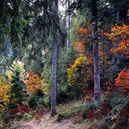 C4 Albmatte-fewo Sauna, Hallenbad Aussenbecken Massagen Nebenan * Menzenschwand